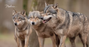 Wolfsrudel im Wald