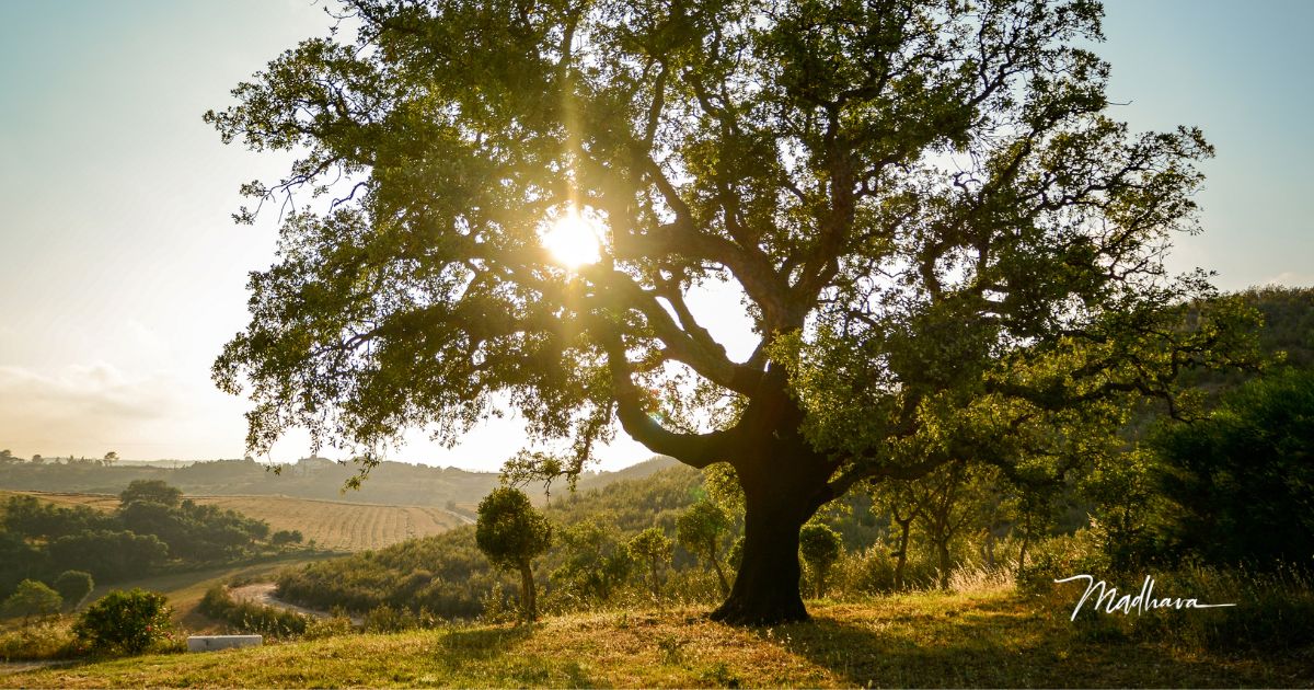 kleine Eiche neben großer Eiche im Gegenlicht